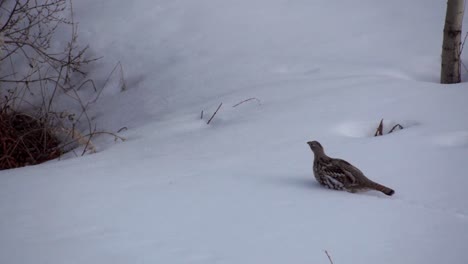 Grouse-walking-in-thick-snow-in-Yukon,-Canada,-medium-shot