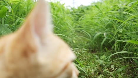 Cute-marmalade-tabby-cat-passing-under-camera-to-look-around-a-grassy-path-slow-motion