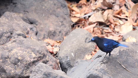 Malabar-Whistling-Thrush-dancing-on-the-rocks-fanning-its-beautiful-blue-tail-as-it-searches-for-food-in-the-Western-Ghats-of-India