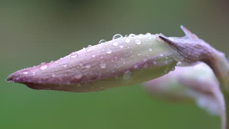 Closeup-shot-of-water-droplets-on-wild-flower