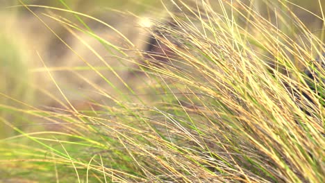 Close-up-of-green,-coastal-grass-being-blown-by-the-breeze,-sunny