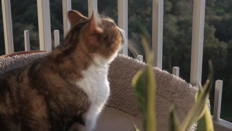 Attentive-Domestic-cat-on-balcony