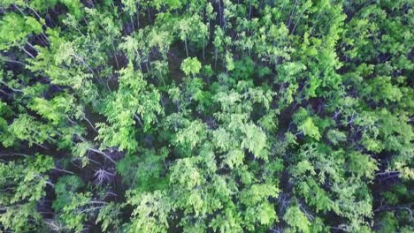 Directly-above-forest-of-young-green-aspen-trees-in-wind-on-sunny-day,-overhead-drone-approach