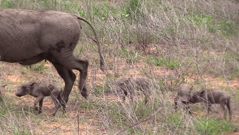 Female-warthog-with-her-newborn-young-in-the-wild