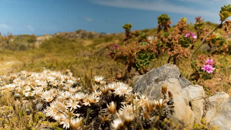 Ewige-Küstenblumen-Blühen-Im-Vordergrund,-Mit-Einem-Mann,-Der-Im-Hintergrund-Vorbeigeht