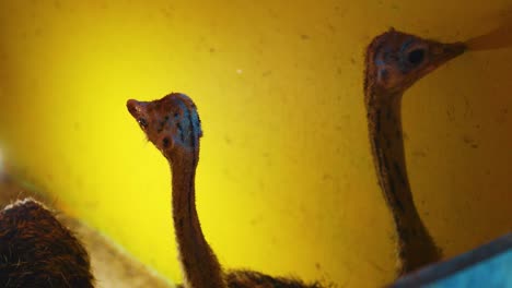 Baby-Ostriches-By-The-Door-With-A-Heating-Light-Beside-Them---Wide-Pan-Shot