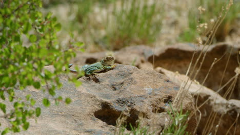 Wide-Shot-Collared-Lizard-on-large-rock-with-grass-blowing-in-wind