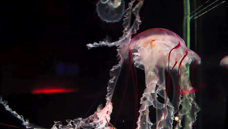 Jellyfish-colored-white-and-red-slowly-flow-through-the-black-water