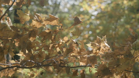 Static-shot-of-golden-fall-leaves-swaying-in-wind