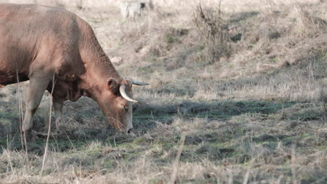 Brown-Cow-Stares-Into-The-Camera-While-Chewing-Grass-In-The-Field-In-Portalegre,-Alentejo,-Portugal---Slow-Motion