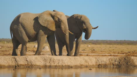 Large-male-African-elephant-walks-up-to-the-riverbank-and-drinks-water-to-cool-down