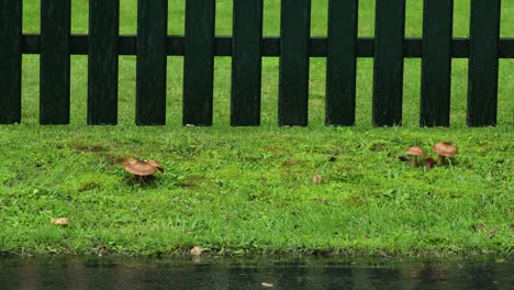 Mushrooms-Growing-In-The-Grass-Under-The-Rain-With-Wooden-Fence-In-The-Background---wide-shot
