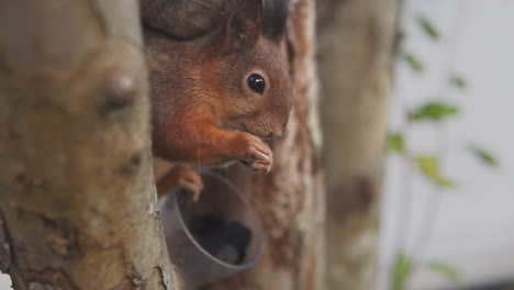 Rotes-Eichhörnchen-Genießt-Einen-Snack,-Während-Es-Auf-Einem-Ast-Sitzt