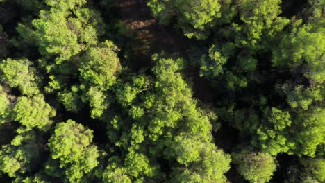 Aufsteigende-Luftaufnahme-Der-Baumkronen-Im-Wald,-Beleuchtung-Durch-Sonneneruptionen-In-Der-Natur