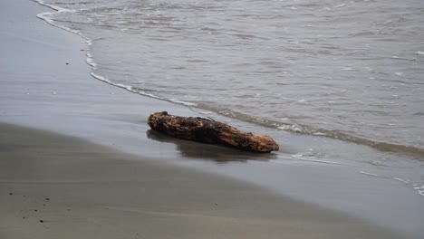 Piece-of-wet-driftwood-lying-motionless-on-the-sandy-shore-of-an-island,-static