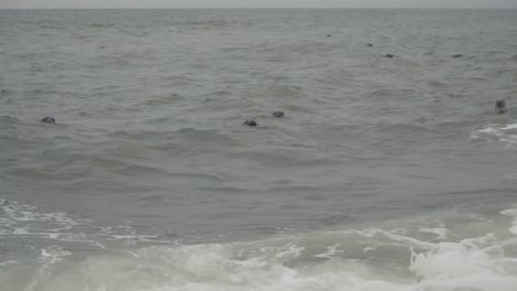 Herde-Neugieriger-Robben-Mit-Kopf-Aus-Der-Wasseroberfläche-Des-Meeres-Mit-Blick-Auf-Den-Strand-In-Horsey-Gap-England-Großbritannien