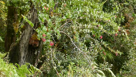 Ave-Exótica-Común-Despegando-De-Un-árbol-Cubierto-De-Flores-Rojas-En-Costa-Rica