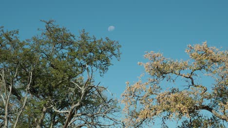 Afrikanische-Bäume-Mit-Mond-Am-Blauen-Himmel-Im-Hintergrund