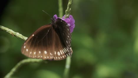 Indian-Common-crow-butterfly-on-purple-snakeweed-Stachytarpheta-jamaicensis-flower-close-up-slow-motion