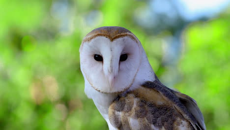 Clip-of-a-white-owl-looking-around-with-big-black-eyes,-close-up,-wildlife-animal