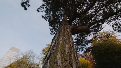 Shot-of-Tree-Bark-at-Western-Park-wide,-Autumn-Season,-University-of-Sheffield-Campus,-Sheffield,-South-Yorkshire,-UK