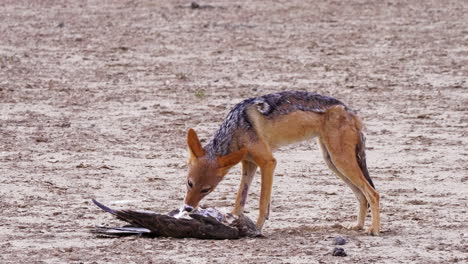 A-Hungry-Black-backed-Jackal-Nibbling-And-Eating-A-Dead-Bird-On-The-Ground-In-Kalahari-Desert,-Africa
