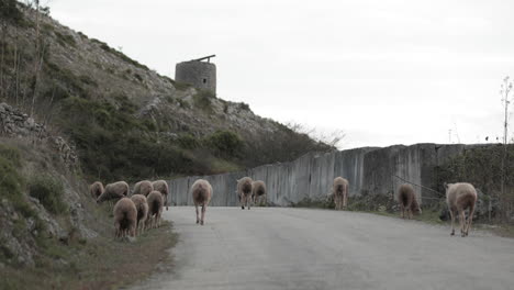 Sheeps-Grazing-On-A-Grassy-Hillside-Near-The-Road-On-A-Sunny-Day-In-Serra-de-Aire-e-Candeeiros,-Portugal---Slow-Motion