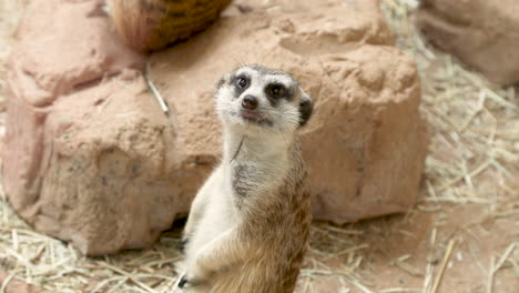 The-meerkat-or-suricate-is-a-small-mongoose-found-in-southern-Africa
