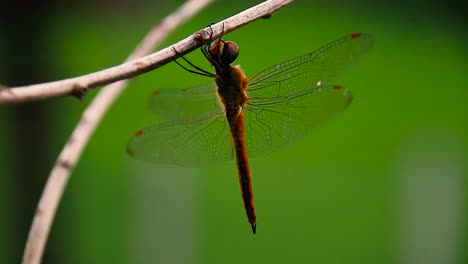 Close-up-of-a-red-veined-darter-or-nomad-dragonfly-resting-on-a-branch-on-a-windy-day