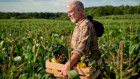 Slow-motion-close-up-side-shot-of-farmer-holding-a-box-of-organic-vegetables-looking-in-sunlight-agriculture-farm-field-harvest-garden-nutrition-organic-fresh-portrait-outdoor