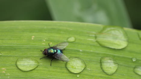 closeup-of-a-green-and-blue-fly-on-bright-green-leaf
