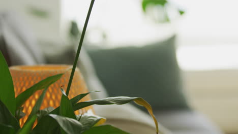 Office-waiting-room-with-plant-and-light-focus-change-to-couch