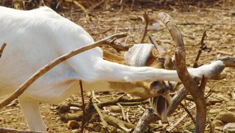 Beautiful-White-Goat-Cleaning-Its-Paw-While-Its-Feet-Are-On-The-Dry-Branches-Of-Tree