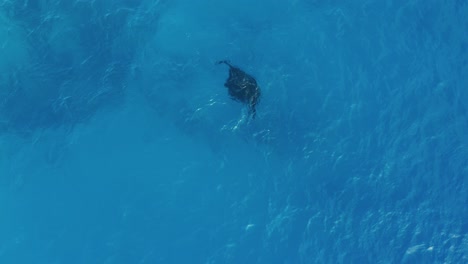 Beautiful-Manta-Ray-Swimming-Beneath-The-Bright-Blue-Ocean-In-Fiji---Aerial-Shot