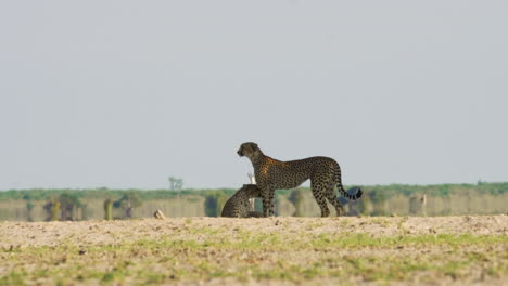 Gepardenbrüder-Im-Kalahari-Wildreservat-Mit-Springböcken-Im-Hintergrund,-Die-Vorsichtig-Auf-Die-Raubtiere-In-Afrika-Achten