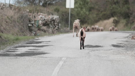 Isolated-Goat-With-Injured-Leg-Trying-To-Follow-The-Herd-Of-Sheep-Walking-Down-The-Road-In-Serras-de-Aire-And-Candeeiros-Natural-Park-In-Portugal---Medium-Shot-Slow-Motion