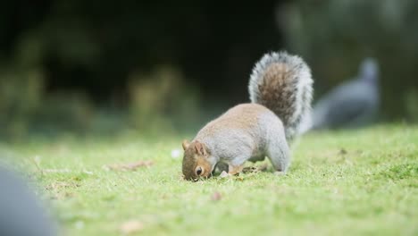 Cute-Squirrel-rummaging-for-food-in-the-grass-slow-motion