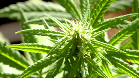Close-up-marijuana-plant