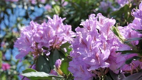 Close-up-of-pink-Rhododendron-flower