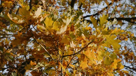 Goldene-Blätter-Des-Western-Parks-Durch-Die-Bäume,-Herbstsaison,-Campus-Der-Universität-Sheffield,-Sheffield,-South-Yorkshire,-Großbritannien