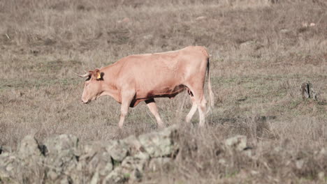 Alentejana-Cow-Walking-In-A-Summer-Field-In-Alentejo-Province