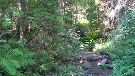 Ein-Attraktiver-Kleiner-Fluss,-Umgeben-Von-Viel-Vegetation