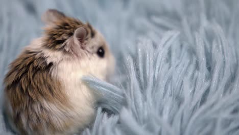 Hamster-Erkundet-Langsam-Die-Pelzige-Decke