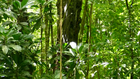 Pájaro-Carpintero-Lineado-Picoteando-En-El-Tronco-Del-árbol-En-Una-Selva-Tropical-De-Costa-Rica