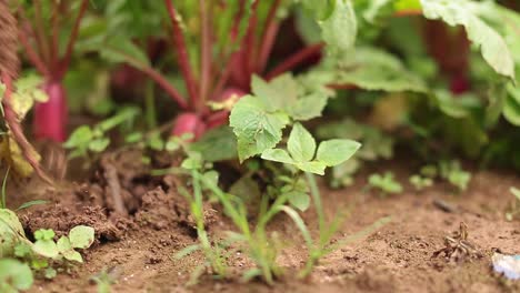 Close-Up-Footage-of-Farmer-Harvesting-Beetroot-Crops-By-Hands