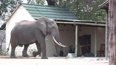 Lone-elephant-bull-with-large-tusks-walks-past-house-in-small-village