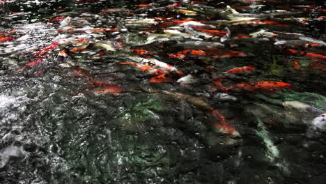 Eine-Bunte-Vielfalt-Von-Koi-Zierkarpfenfischen,-Die-Auch-Als-Kohaku,-Sanke-Und-Showa-Bekannt-Sind-Und-Anmutig-In-Einem-Koi-Teich-Schwimmen