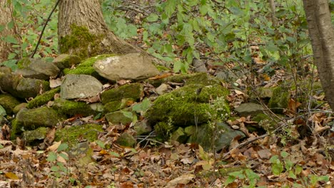 Tiny-Striped-Squirrel-Hops-into-a-Rock-to-Hide-as-another-Furry-Tailed-hops-by-in-Dense-Wooded-Forest
