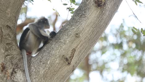 Footage-of-Gibbons-Enjoying-Theirs-Lives-On-The-Tree