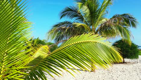 Brown-and-green-leaves-of-palms-planted-on-white-sandy-beach-on-peaceful-garden-of-holiday-resort